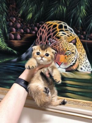 Шикарные малыши скотишь фолд золотая шиншилла