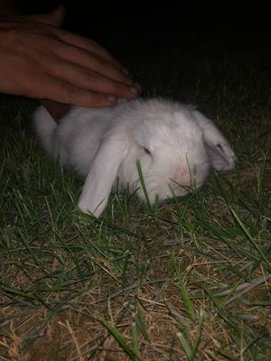 Заец quyon зайчик барашка