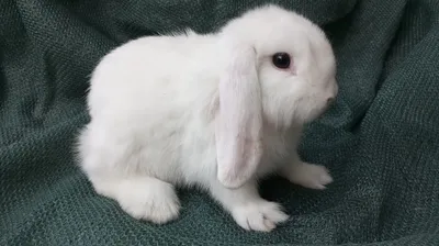 Karlik baran bolachalari sotiladi