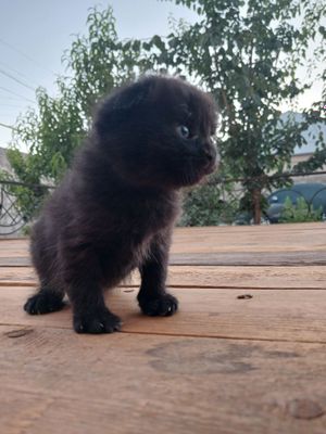 Котёнок Чистокровный порода