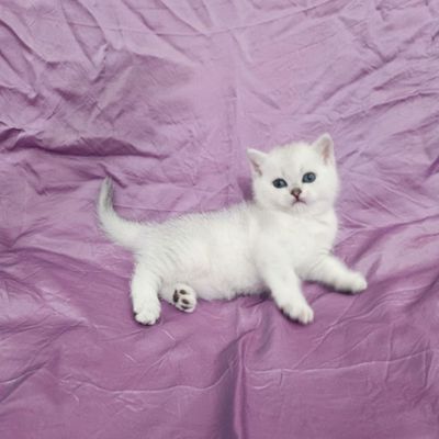 Кошка шотландская серибристая шиншила СРОЧНАЯ ПРОДАЖА