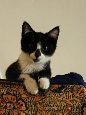 кошка дамашная