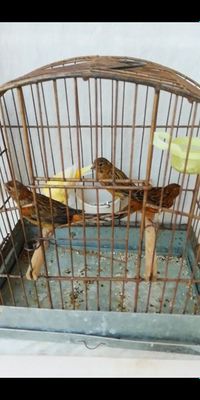Красни дерева интенсив 4 5 ойлик хамаси нар