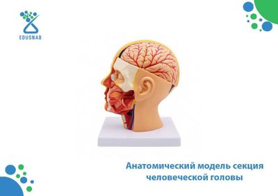 Анатомический модель секция человеческой головы