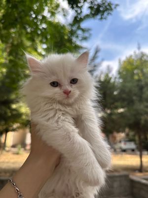Turetski angora va skotish fold mushuklar Arzon
