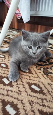 Продаются котята скоттиш страйт