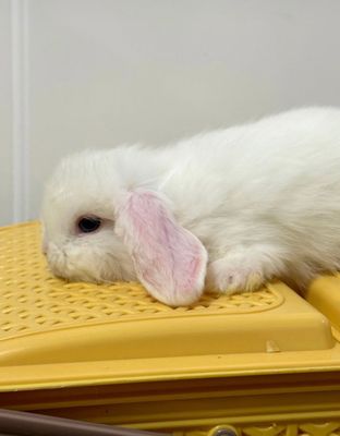 Mini lop quyon