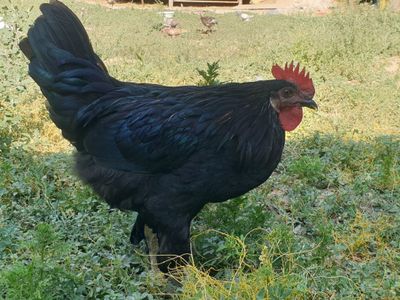 Qora shahzoda (2 ta)