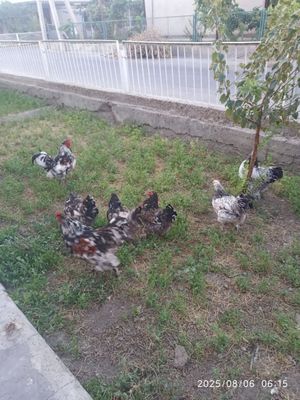 Brama tovuqlar sotiladi