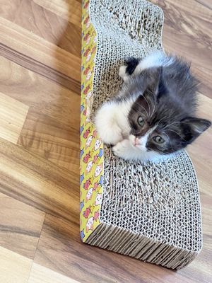 Отдам котенка в добрые руки