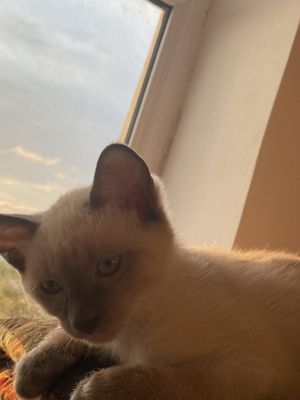 Сиамские котята мальчики