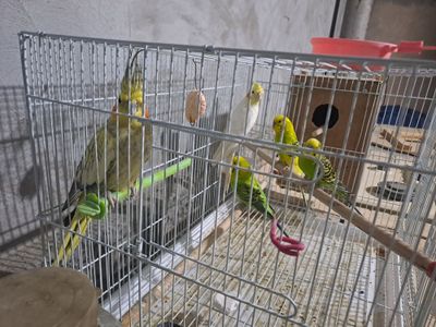 To'ti qishla sotiladi hammasi ini bilan azgina doniyam bor