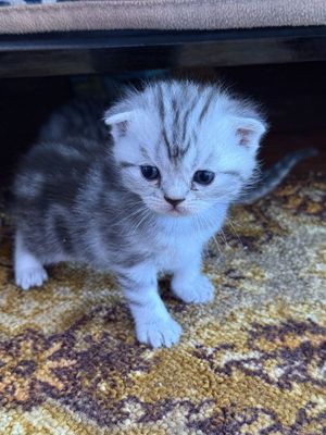 Котята продаются