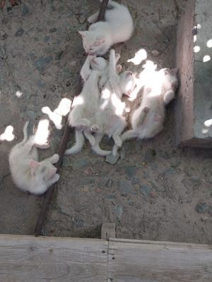 Котята белого цвета, возраст 1,5-2 месяца