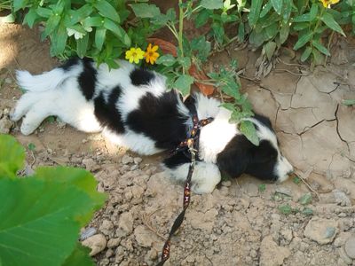 Срочно отдаю щенка в добрые руки!