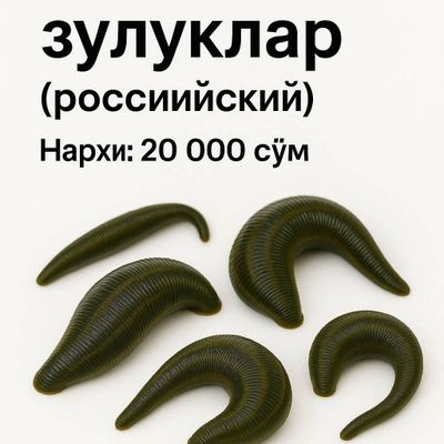 зулук пиявки гирудотерапия
