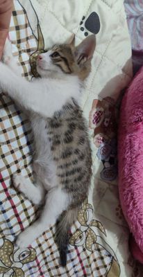 mushkcha