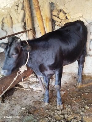 Gunajin sotiladi