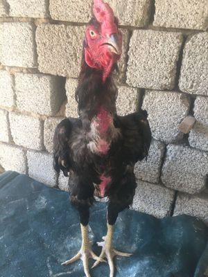 Bobo hoʻroz sotiladi