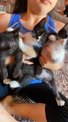 Котята хадия