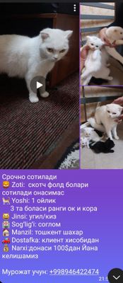 Skotich Fold bolari Sotiladi 3ta bolasi bor Rangi oq Qora