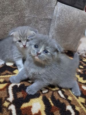 Котята веслоухие, все девочки
