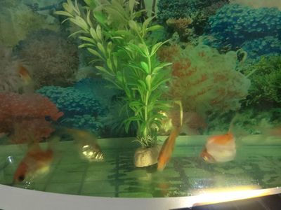 molly baliqlari telegramdan yozsela bòladi