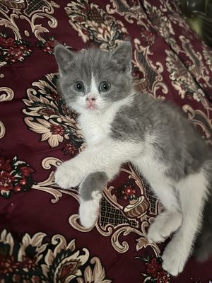 Продается скоттиш страйт