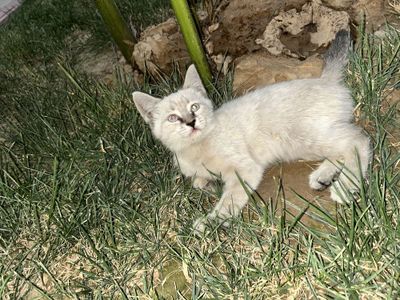 Mushuk turetskiy angora