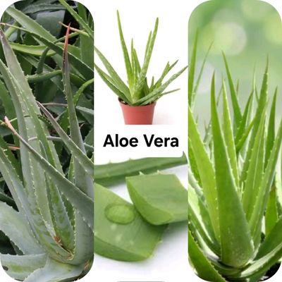 Aloe Vera gullari va barglari  sotiladi 1-15yillik