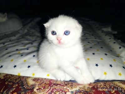 Продаётся котята родились в 25 мая лоток знают