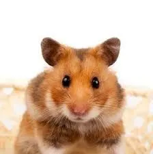 Продаются хомяки