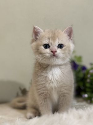 Продается британская шиншилла