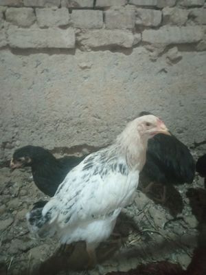 Hashaki jojala yaxwi
