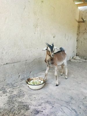 Alpen zotli Taka sotiladi
