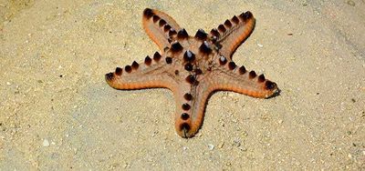 Рыба Морская звезда, protoreaster nodosus