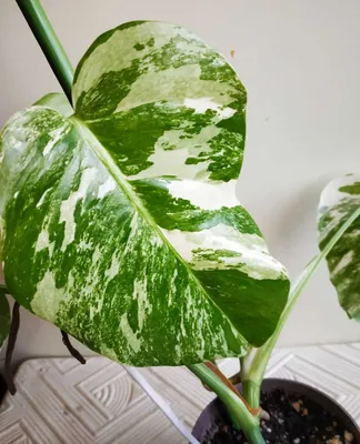 Монстера Альба -экзотика в вашем доме