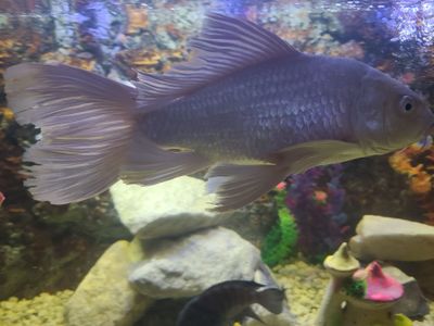 Akvarium baliqlari har xil turdagi. O‘lchamlari katta.