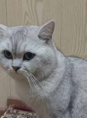 Qiz mushuklarni Vyazkaga taklif etamiz!