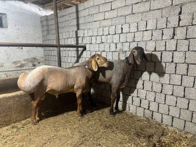Qochqorlar sotiladi