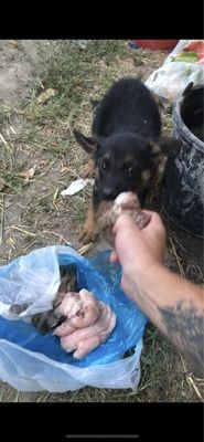 Продается шенок немецкой овчарки