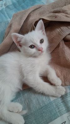Котята скотиш страйт и фолд
