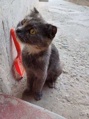 Asalomualekom zotor mushu xadiyaga beriladi
