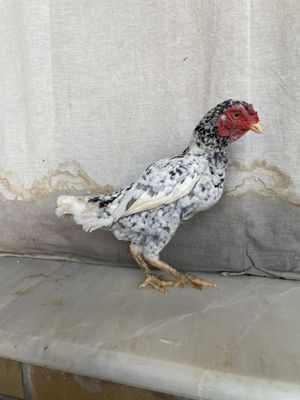 Ko shamo zot tovuqcha tuxumga narxi 380 ming