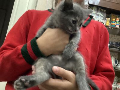 Продам котёнка домашнего