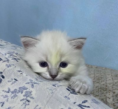 Продается котята