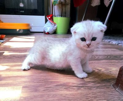 Продаётся Британская серебристая шиншилла 2 мальчика и одна девочка