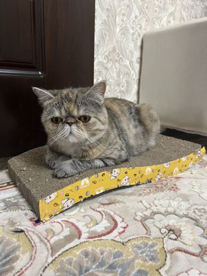 Кошка Девочка Мася
