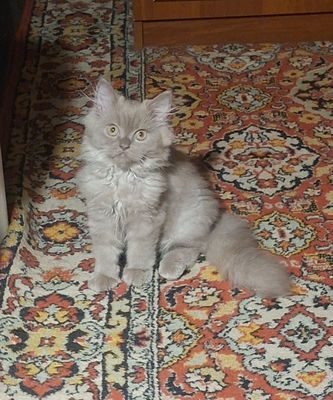 Котёнок скоттиш страйт