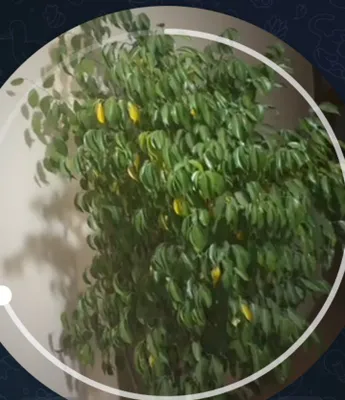 цветы фикус бенжамина